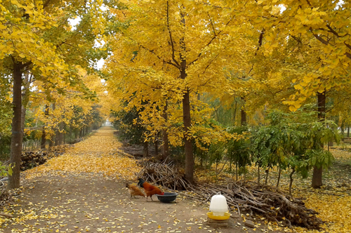 攝影三等獎《家園》 作者:王莉(燒傷外科) 10.jpg
